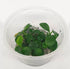 Anubias barteri nana ‘Petite’ Tissue Culture